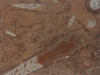fossile-marrone